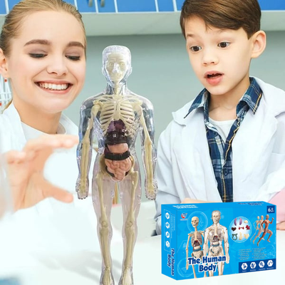 Jouet d'anatomie STEM avec organes amovibles : Maquette du corps humain pour enfants