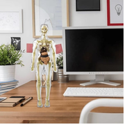 Jouet d'anatomie STEM avec organes amovibles : Maquette du corps humain pour enfants