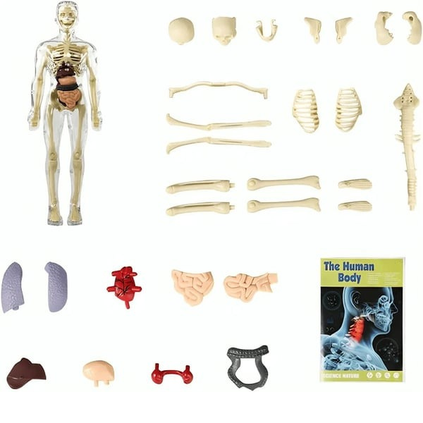 Jouet d'anatomie STEM avec organes amovibles : Maquette du corps humain pour enfants