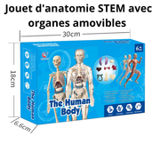 Jouet d'anatomie STEM avec organes amovibles : Maquette du corps humain pour enfants